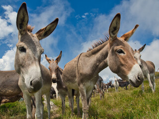 An outdoor lawn and a group of donkeys graze