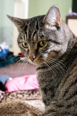 cat