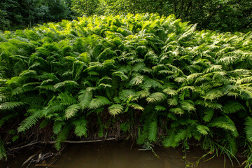fern by the stream