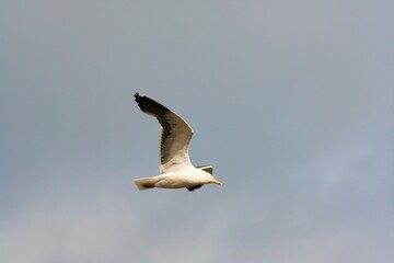 A view of a Seagull in Flight