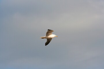 A view of a Seagull in Flight