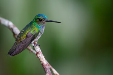 Fototapeta premium Charming Hummingbird, Polyerata decora