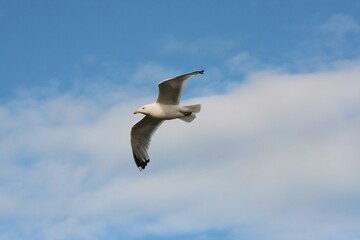 Fototapeta na wymiar A view of a Seagull in Flight