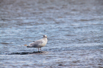 seagull on the beach