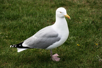 A view of a Seagull on the ground