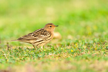 Roodkeelpieper, Red-throated Pipit, Anthus cervinus