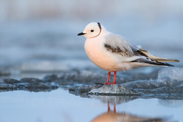 Ross's Gull, Rhodostethia rosea