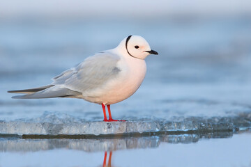 Ross's Gull, Rhodostethia rosea