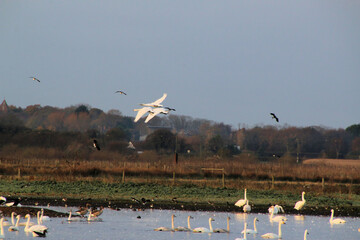 A view of some Whooper Swans