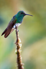 Snowy-bellied Hummingbird, Saucerottia edward