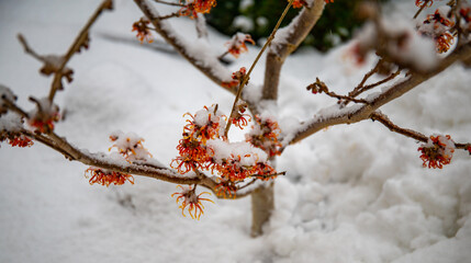 Winter-blooming witch hazel with orange flowers under the snow