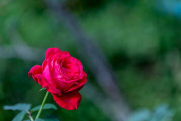 Red rose in outdoor rose flower garden.