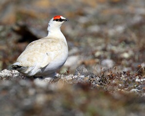 Alaskan Rock Ptarmigan, Lagopus muta kelloggae