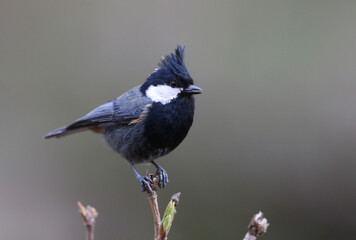 Rufous-naped Tit, Periparus rufonuchalis