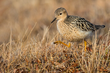 Buff-breasted Sandpiper, Calidris subruficollis