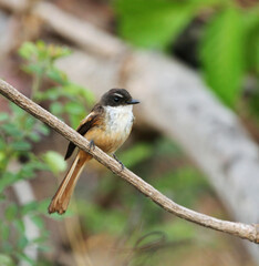 Cinnamon-tailed Fantail, Rhipidura fuscorufa