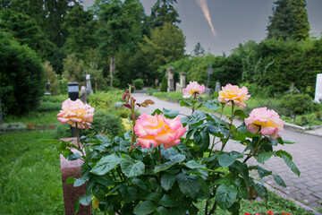 schöner Rosenstrauch auf einem Grab