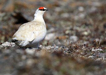 Alaskan Rock Ptarmigan, Lagopus muta kelloggae