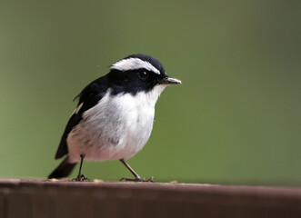Little Pied Flycatcher, Ficedula westermanni