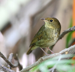 Rufous-headed Robin, Larvivora ruficeps