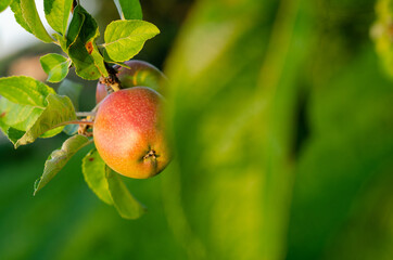 Apple hanging off tree