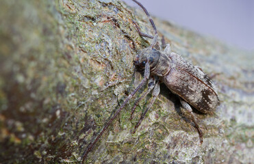 Marco image of an insect