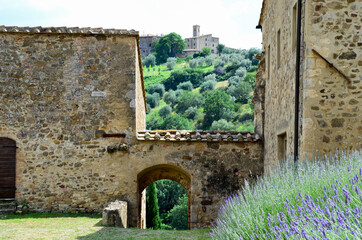 Abbey of Sant'Antimo near Montalcino, lavender bushes. Lavender flowers