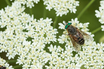Marco image of an insect