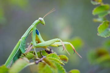 Marco image of an insect
