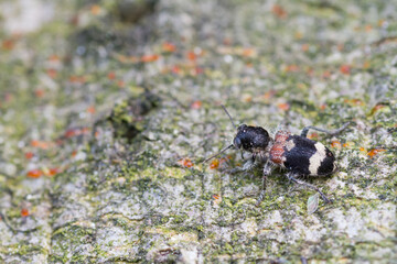 Marco image of an insect