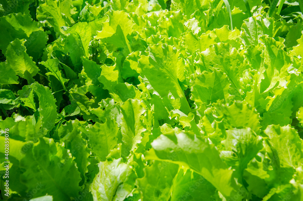 Wall mural close up for green organic lettuce leaf background from garden.