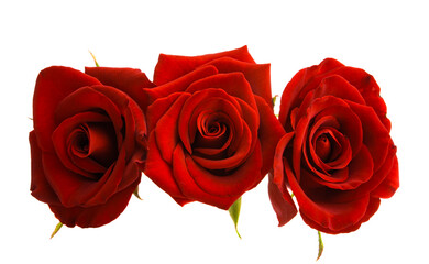 dark red rose isolated