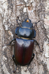 Marco image of an insect