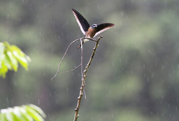 Whiskered Treeswift, Hemiprocne comata