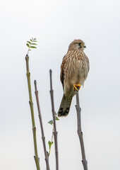 Kestrel perch