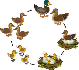 Life cycle of bird. Stages of development of wild duck (mallard) from egg to duckling and adult bird isolated on white background