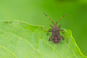 Marco image of an insect