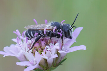 A rather large, male leafcutter bee , probably a Megachile alibsecta on a purple scabiosa flower in...