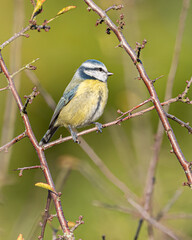 Blue tit