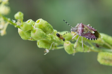 Marco image of an insect