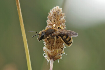 A large & fres emerged female of the great banded furrow bee ( Halictus scabiosae) in the morning set.