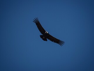 Adult male andean condor Vultur gryphus scavenger bird of prey in flight Cruz del Condor Colca...