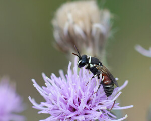 A quite colorfull mask bee species , Hylaeus meridionalis, from Gard, France on a purple thistle
