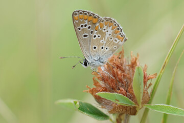 A Brown Argus , Aricia agestis, from the Gard, France