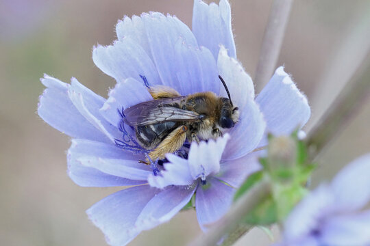 A female longhorn bee, Eucera,  waiting for the sun in a soft blue Common or wild chicory ( Cichorium intybus ) in the Gard France