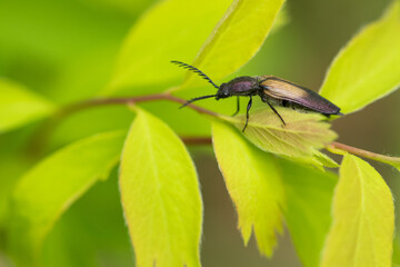 Marco image of an insect