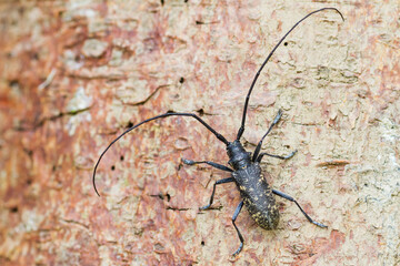 Marco image of an insect