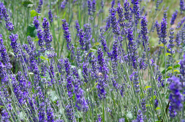 Close up of lavender flowers on lavender farm