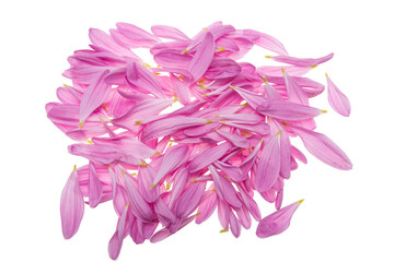 petals with dahlias Isolated