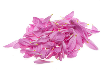 petals with dahlias Isolated